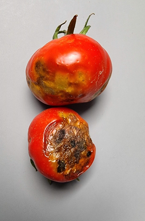 Le cul noir de la tomate