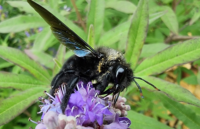 L’abeille charpentière