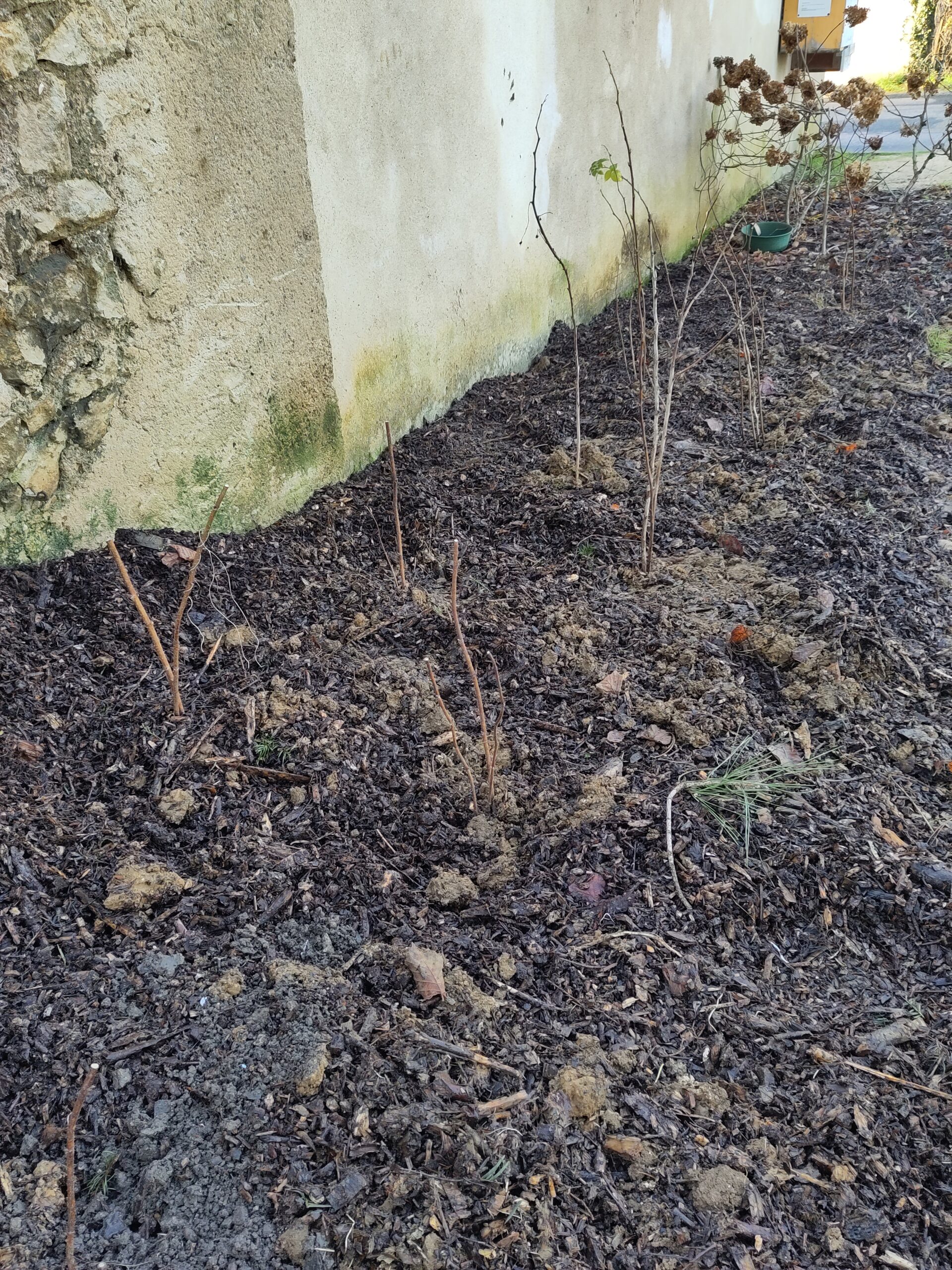 Taille de la haie gourmande le 07 février 2026